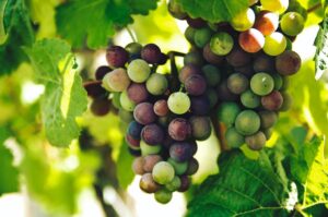 grapes during flowering