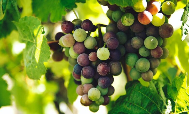 grapes during flowering