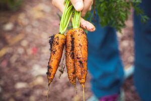 Sustainable Carrot Cultivation