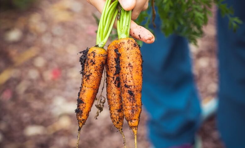 The Significance of Crop Rotation